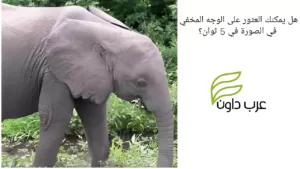 هل يمكنك العثور على الوجه المخفي في الصورة في 5 ثوان؟