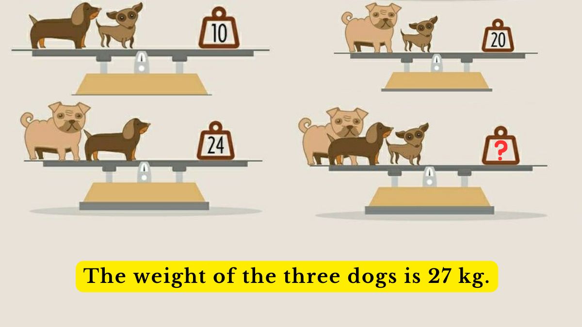 مستوى ذكائك اعلى من الآخرين إذا تمكنت من معرفة وزن الكلاب الثلاثة في 20 ثانية
