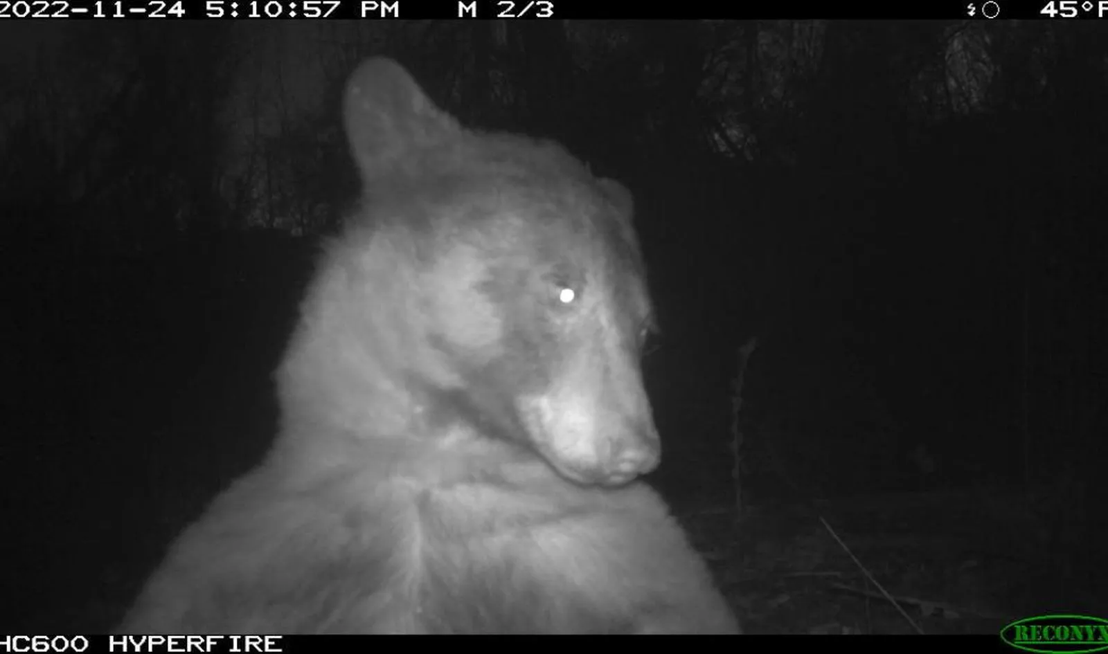 دب يتصدر الترند لالتقاطة 400 صورة على كاميرا مراقبة الحياة البرية في كولورادو