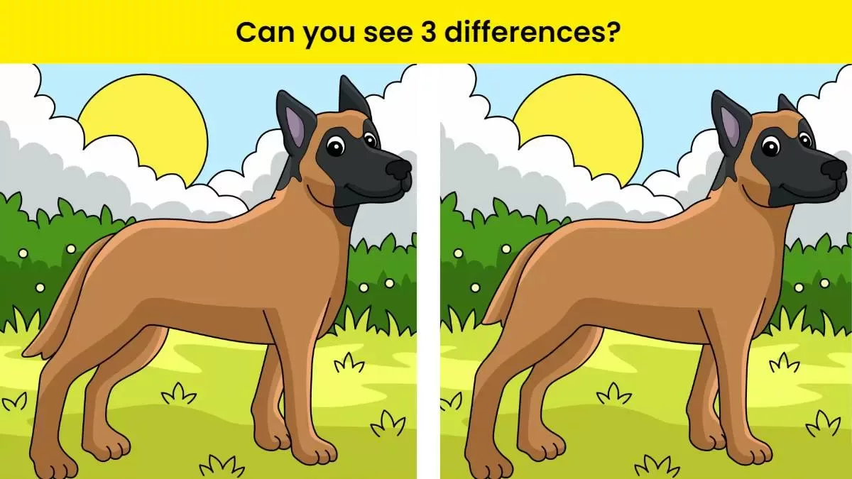 استخدم عيون النسر الخاصة بك واكتشف 3 اختلافات في صورة الكلب في غضون 15 ثانية!