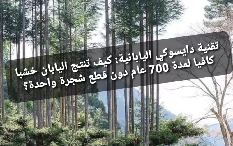 تقنية دايسوكي اليابانية: كيف تنتج اليابان خشبا كافيا لمدة 700 عام دون قطع شجرة واحدة؟