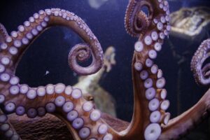 مراجعة لعبة Darwin's Paradox: حين يلتقي الأخطبوط بالغزو الفضائي